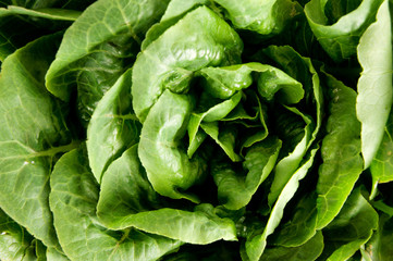 Fresh Green Lettuce