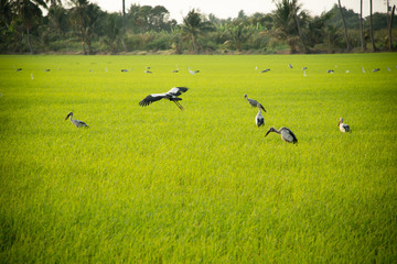 Obraz premium Rice fields