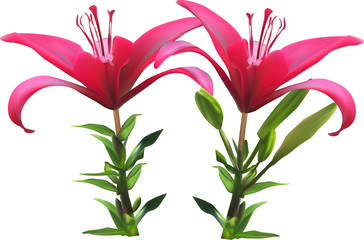 isolated on white two dark pink lilies