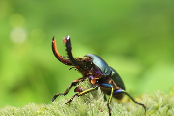 Papuan stag beetle (Lamprima adolphinae) male in Papua New Guinea

