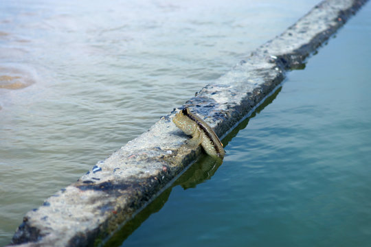 Mudskipper fish about to jump down the water to swim