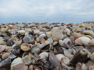 Lots of shells and cloudy morning.
