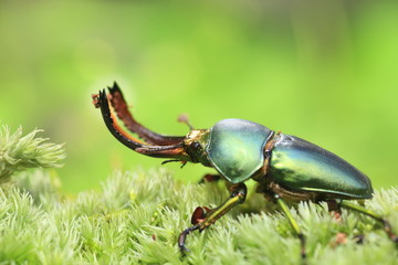 Papuan stag beetle (Lamprima adolphinae) male in Papua New Guinea

