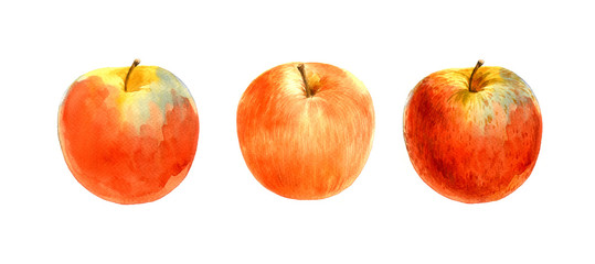 Fototapeta na wymiar red apple watercolor on whitebackgroung