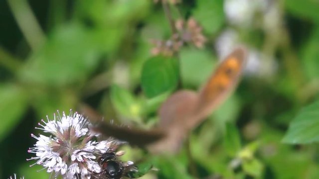 Butterfly and hornet wasp encounter clash on a flower 