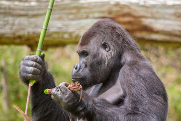 Obraz premium Gorille male - Gorilla - en gros plan 