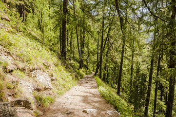 Fototapeta premium Zermatt, Dorf, Findeln, Findelbach, Sunnegga, Waldweg, Wanderweg, Lärchenwald, Alpen, Schweizer Berge, Wallis, Sommer, Schweiz