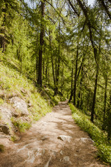 Fototapeta na wymiar Zermatt, Wallis, Wanderweg, Naturweg, Lärchenwald, Findeln, Sunnegga, Alpen, Schweizer Berge, Sommer, Schweiz