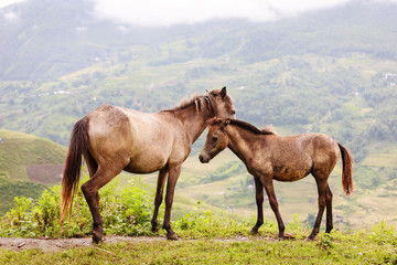 Obraz na płótnie Canvas Horse at north Vietnam
