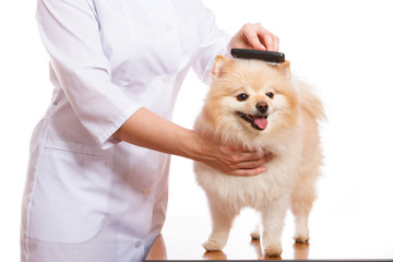 the veterinarian holds the dog, Spitz combs and comb, isolated background