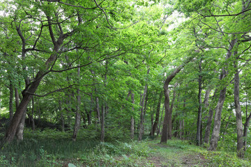 森の夏景色