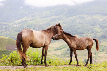 Fototapeta na wymiar Horse at north Vietnam