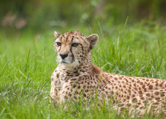 Guépard au repos dans l'herbe 