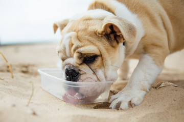 Obraz premium Bulldog having a drink