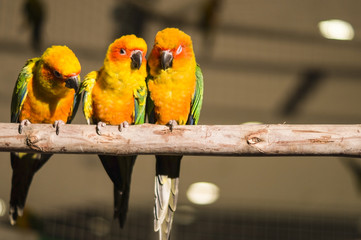 Three parrots