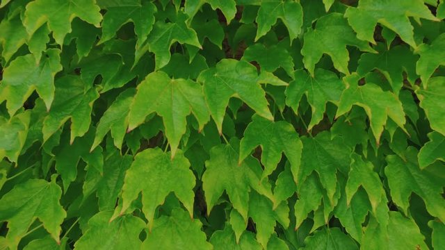 Sfondo con foglie di edera