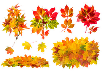 Red and yellow leaves. Autumn nature objects set