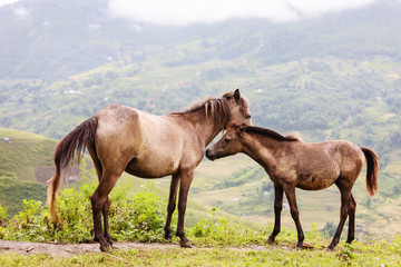 Obraz premium Horse at north Vietnam