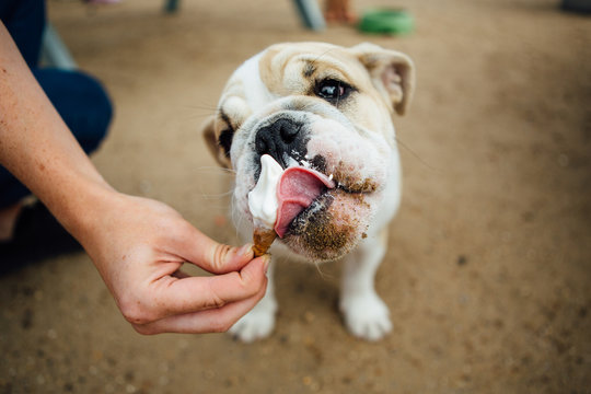 Bulldog eating a treat