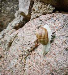 snail on stone