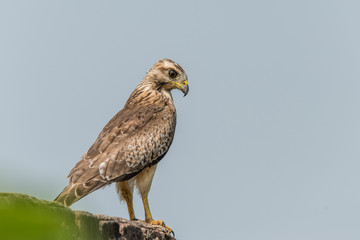 White Eyed Buzzard
