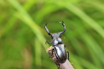 Taiwan deer stag beetle (Rhaetulus crenatus crenatus) in Taiwan
