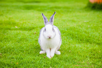 Cute rabbit on green grass; closeup happy animal.