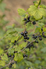 currants on the white background