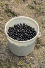currants on the white background