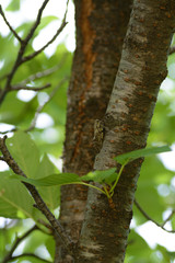 A kind of Japanese Small Cicada-Platypleura kaempferi- is hidden with a protective color pattern of cherry tree in July.