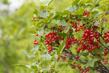 Fototapeta premium currants on the white background