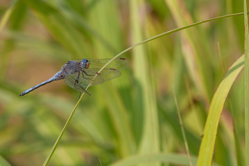 libellula su un filo d'erba