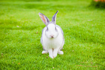 Cute rabbit on green grass; closeup happy animal.