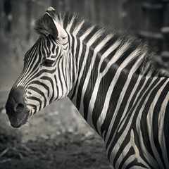 Fototapeta na wymiar Beautiful zebra's head