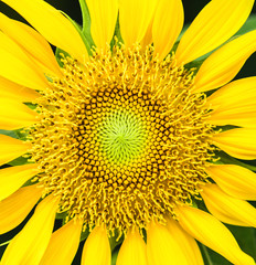 Sunflower natural background. Sunflower blooming.