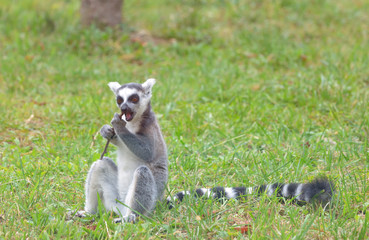 ring-tailed lemur (lemur catta)