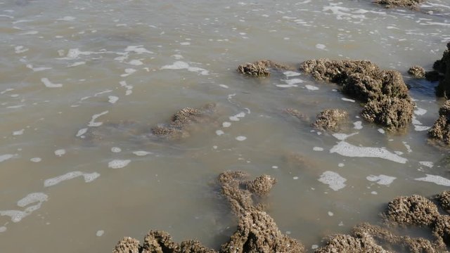 Atlantic ocean porous corals sticking out of the water 2160p 30fps UltraHD footage - Fossilized Anthozoa marine invertebrates after low tide 4K 3840X2160 UHD video 