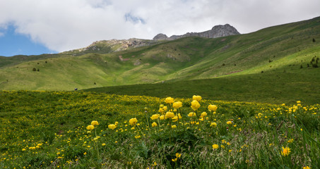 Obereggen, Trentino Alto Adige, Italia. Estate la stagione dei bottondoro.