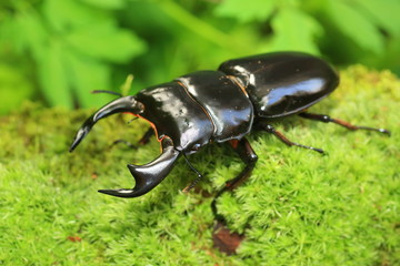 Antaeus stag beetle (Dorcus antaeus) in India