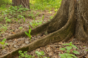 big tree roots