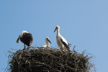 Storks in a nest
