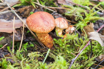 Mushrooms in the wood