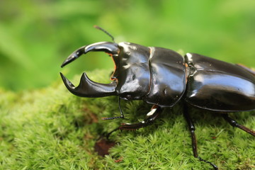 Antaeus stag beetle (Dorcus antaeus) in India