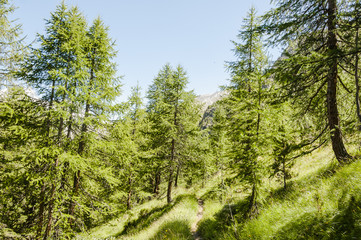 Zermatt, Wallis, Alpen, Wanderweg, Lärchenwald, Arvenbäume, Naturweg, Bergdorf, Schweizer Berge, Sommer, Schweiz