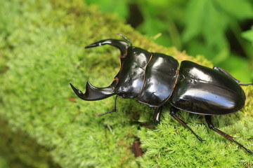 Antaeus stag beetle (Dorcus antaeus) in India