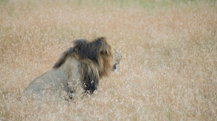 King Male Lion Portrait in Masai Mara , Kenya