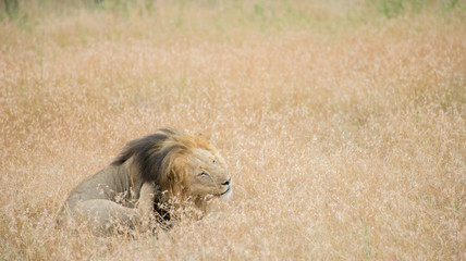 King Male Lion Portrait in Masai Mara , Kenya