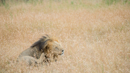 King Male Lion Portrait in Masai Mara , Kenya