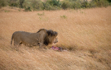 Lion Eating a Prey in Masai mara