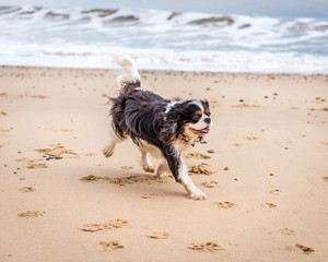 Cavalier King Charles Spaniel at the beach.